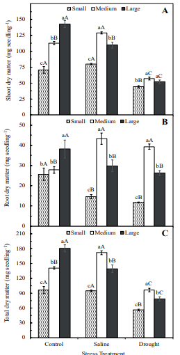 Effects of seed size on shoot (A), root (B) and total dry matter (C) of peanut (Arachis hypogaea L.; IAC-Tatu ST cultivar) under salinity and water stress conditions. Bars followed by the same lower-case letter between the seed sizes or the same upper-case letter for the stress treatments are not significantly different by the t-test at the confidence level of 0.05. Data refer to mean values (n = 4) � mean standard error.