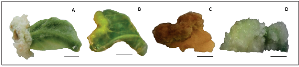 Callogenesis in leaf explants cultured in Murashige & Skoog � medium with different 6-benzylaminopurine concentrations.
