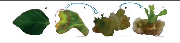 In vitro morphogenesis of leaf explants of Physalis peruviana L. grown in Murashige & Skoog � culture medium with different 6-benzylaminopurine (BAP) concentrations. A) leaf explant; B) callogenesis in medium with 4.44 �M of BAP; C, D) indirect organogenesis in medium supplemented with 4.44 �M of BAP. Bar: 1 cm.
