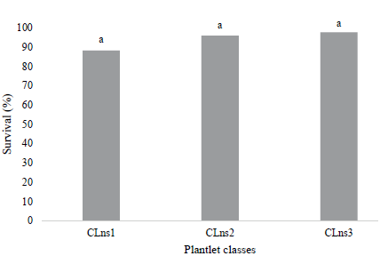 Survival of micropropagated Guadua aff. chaparensis plants under the effect of the number of shoots constituting the plantlet (CLns1: one shoot per plantlet/ single-stem plantlet; CLns2: two shoots per plantlet; CLns3: three shoots per plantlet), at 60 days of pre- acclimatization. Equal letters indicate the absence of significant differences at 5 % by the Tukey test.