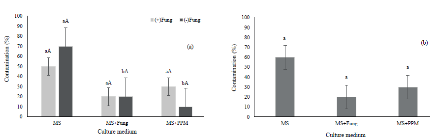 Contamination in microcuttings of Guadua magna and G. angustifolia during the in vitro establishment. a) Percentage of contaminated explants of G. magna either previously sprayed or not sprayed with Mythos� contact fungicide in a greenhouse and inoculated in MS medium, MS medium plus the fungicide Carbendazin�, and MS medium plus Plant Preservative Mixture (PPM�); b) percentage of contaminated explants of G. angustifolia inoculated in MS medium, MS medium plus Carbendazin�, and MS medium plus PPM�. Uppercase letters compare the pretreatment of matrices with fungicide or not in each medium, and lowercase letters compare the different formulations of the culture medium by the Tukey test at 5 % of probability.