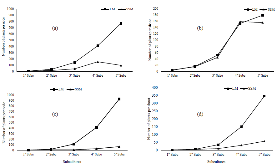 Estimate of in vitro plant production, in relation to the number of nodes and shoots in Guadua magna and G. angustifolia. a) Estimate of G. magna plant production, in relation to the number of nodes inoculated in liquid medium (LM) and semi- solid medium (SSM); b) estimate of G. magna plant production, in relation to the number of shoots inoculated in LM and SSM; c) estimate of G. angustifolia plant production, in relation to the number of nodes inoculated in LM and SSM; d) estimate of G. angustifolia plant production, in relation to the number of shoots inoculated in LM and SSM.