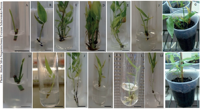General aspect of the Guadua magna (A-G) and G. angustifolia (H-N) micropropagation. A and B) Establishment of microcuttings of G. magna in semi-solid MS medium at 10 and 30 days of cultivation, respectively; C and D) G. magna shoots after the third subculture in semi-solid medium and in liquid medium, respectively; E and F) G. magna shoots after 30 days in liquid and semi-solid rooting medium, respectively; G) G. magna after 30 days of acclimatization in BOD; H and establishment of G. angustifolia microcuttings in semi-solid MS medium at 10 and 30 days of cultivation, respectively; J and K) G. angustifolia shoots after the third subculture in liquid medium and semi-solid medium, respectively; L and M) G. angustifolia shoots after 30 days in liquid and semi-solid rooting medium, respectively; N) G. angustifolia after 30 days of acclimatization in BOD. Bar = 1.0 cm.
