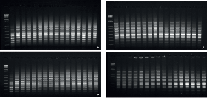 Analysis of the genetic fidelity of propagules after five multiplication subcultures. A) 53zm Primer in DNA amplification of 32 Guadua magna individuals originating from semi-solid (SSM) and liquid (LM) media; B) 54zm Primer in DNA amplification of 32 G. angustifolia individuals originating from the SSM and LM media.