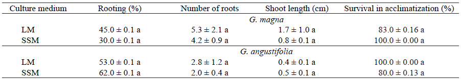 Rooting percentage, number and length of roots, and survival rate of the cultures in acclimatization, in response to the rooting stage of Guadua magna and G. angustifolia in liquid medium (LM) and semi-solid medium (SSM).