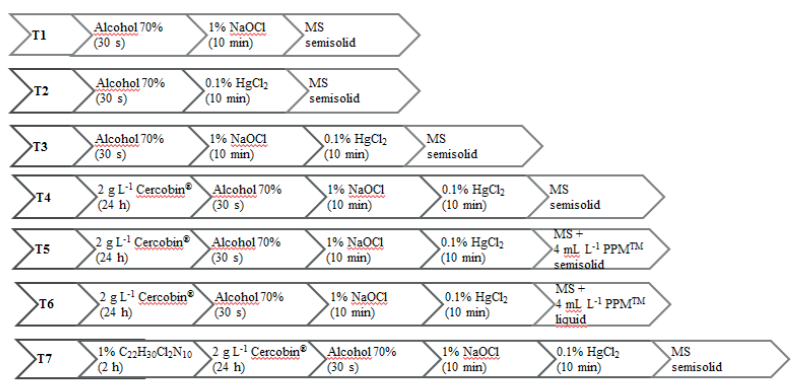 Treatments used for the surface sterilization of Bambusa oldhamii nodal segments. MS: Murashige and Skoog culture medium.
