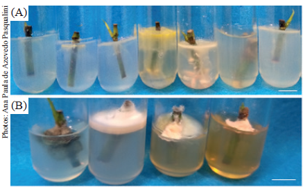 Explants of Bambusa oldhamii after 21 days in culture indicating bacterial (A) and fungal growth (B), after different disinfection treatments. Bar: 1 cm.