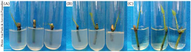 Explants of Bambusa oldhamii visually free of bacteria and/or fungi after 21 days in culture. Bar: 1 cm. A) T2: immersion in 70 % alcohol for 30 s and 0.1 % HgCl2 for 10 min; B and C) T5 and T6: immersion in 2 g L-1 of thiophanate methyl for 24 h, 70 % alcohol for 30 s, 0.1 % HgCl2 for 10 min and 1 % NaOCl for 10 min. T2 in Murashige and Skoog (MS) culture medium; T5 and T6 in MS medium plus 4 mL L-1 of PPMTM; T6 liquid; and the others semisolid.