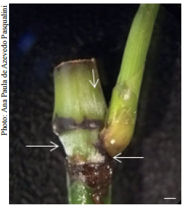 Fungal growth (white arrows) in the nodal region of a Bambusa oldhamii segment surface sterilized by immersion in 2 g L-1 of thiophanate methyl for 24 h, 70 % alcohol for 30 s, 0.1 % HgCl2 for 10 min, 1 % NaOCl for 10 min and cultivated for 21 days in semisolid MS medium supplemented with 4 mL L-1 of PPMTM. Bar: 1 mm.