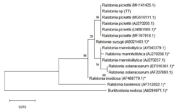 Molecular phylogenetic analysis of Ralstonia sp. (T7) obtained from extracts of Bambusa oldhamii shoots. The evolutionary history was inferred by using the Maximum Likelihood method, based on the Kimura 2-parameter model. The analysis involved 18 nucleotide polymorphisms. All positions containing gaps and missing data were eliminated. There was a total of 826 positions in the final dataset. * Indicates type sequences.