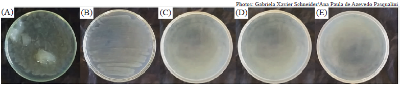 Minimum inhibitory concentration of PPMTM for Ralstonia sp. isolated from Bambusa oldhamii tissues. A) 1 mL L-1; B) 2 mL L-1; C) 4 mL L-1; D) 6 mL L-1; E) 8 mL L-1.