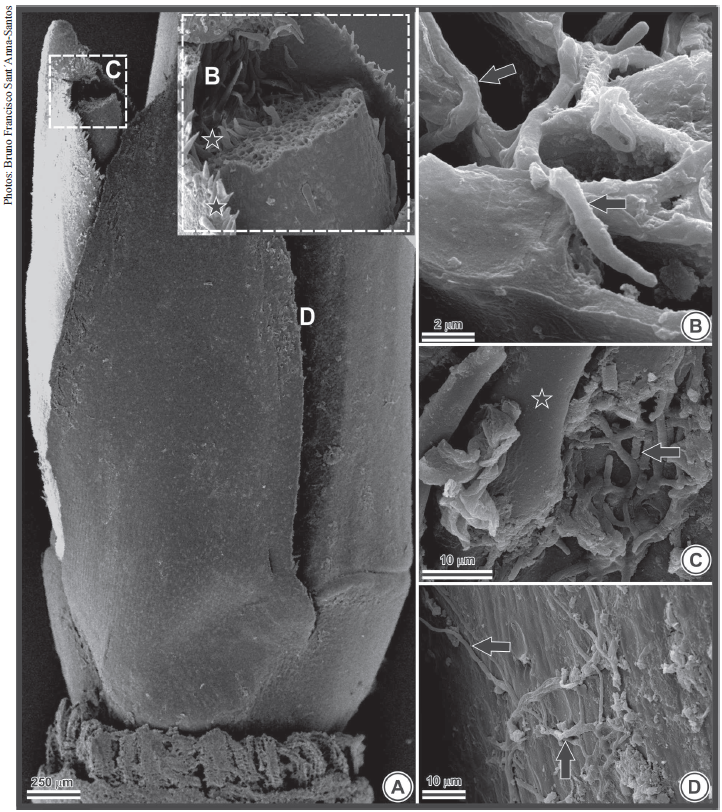 Photomicrography of a Bambusa oldhamii explant obtained by scanning electron microscopy. A) axillary bud. The letters B, C and D in the image indicate the approximate locations that have been enlarged in the complementary images; B) fungal hyphae housed inside cells (black arrows indicate hyphae); C and D) fungal hyphae (arrows) on the epidermis (C) and associated with trichomes (star) (D).