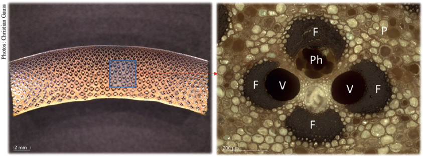 Anatomical overview of a bamboo culm. V: vessels; F: fiber bundles; Ph: phloem; P: parenchyma.