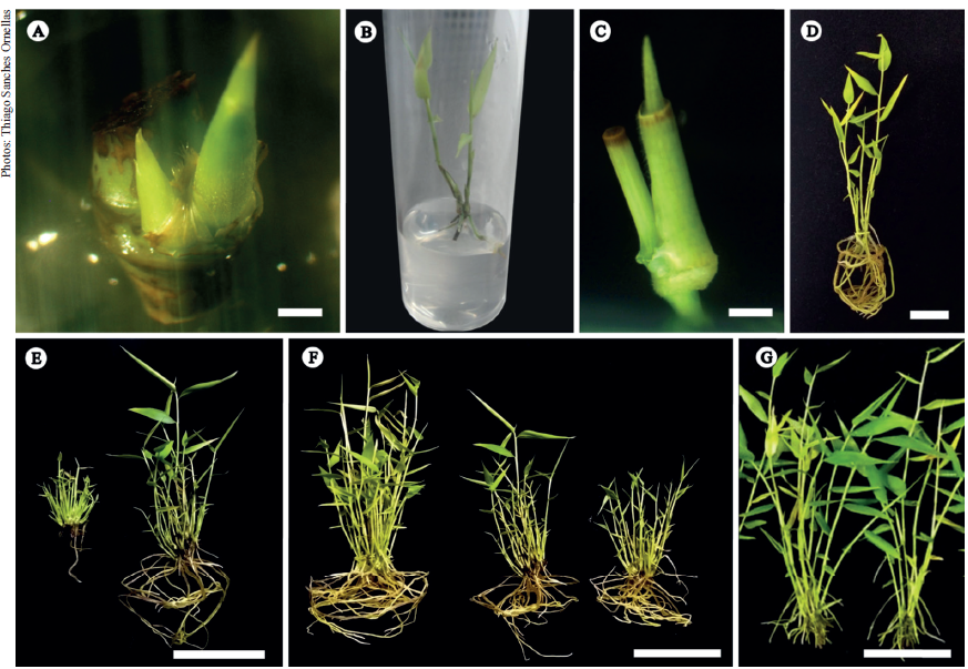 Guadua chacoensis organogenesis. A) In vitro nodal segment bud breaking (bar = 2 mm); B) established culture; C) bud breaking of in vitro-derived nodal segment (bar = 1 mm); D) clump obtained from in vitro-derived nodal segment (bar = 2 cm); E) clumps on 20 M of BAP multiplication treatment, [left] subsequently subculture on 20 M of BAP and [right] subsequently subculture on BAP-free medium (bar = 5 cm); F) [from left to right] plants from 0 M, 20 M and 40 M of BAP treatments after a subsequently culture over 40 days in a BAP-free medium; G) plantlets prepared for ex vitro acclimatization (bar = 3 cm).