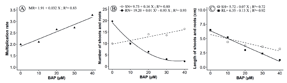 In vitro multiplication of Guadua chacoensis through clump division in BAP-containing culture medium over 40 days of culture. A) Multiplication rate (MR) of clump division; B) regenerated shoot (SN) and root (RN) number; C) shoot height (SH) and root length (RL).