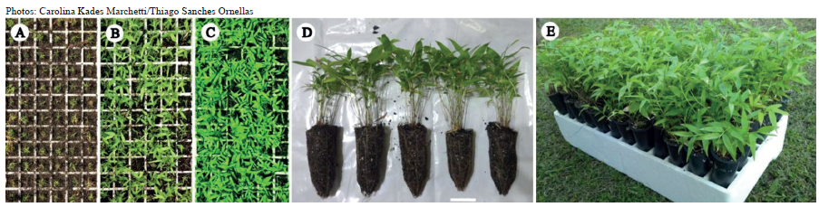 Guadua chacoensis acclimatization. A-C) Polystyrene 72-cell plug trays at 0, 30 and 60 days after acclimatization on 65 % of shading; D) plantlets in 290 cm tubes at 90 and (E) 120 days, in the ex vitro condition.