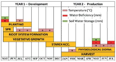 Influence of the main meteorological variables (higher angular coefficients during the cassava crop cycle, as detected by the models for estimating the sweet cassava yield in the S�o Paulo state) and the phenological phase they affect. SPR: sprouting; STARCH ACC: starch accumulation; PHYSIOLOGICAL DORM: physiological dormancy; (+) indicates a direct relation; (-) indicates an inverse relation.