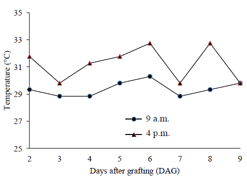 Air temperature at 9 a.m. and 4 p.m. inside the humidity chamber, during the graft-take period.