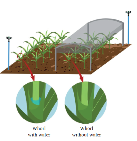 Depiction of the plots that received overhead irrigation (left) or remained sheltered by a plastic canvas (right). In detail, the storage of water inside the maize whorl after irrigation (4 mm).