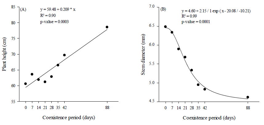 Plant height (A) and stem diameter (B) of common bean, as a function of the coexistence period with volunteer maize.
