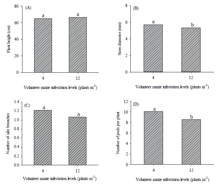 Plant height (A), stem diameter (B), number of side branches (C) and number of pods per plant (D) of common bean, as a function of volunteer maize infestation levels.