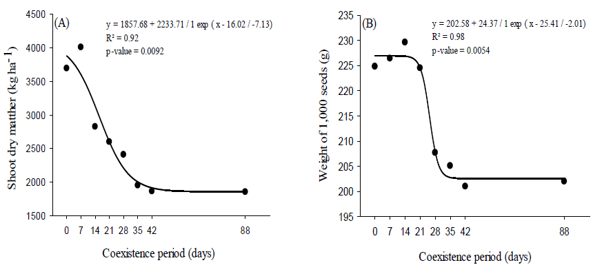 Shoot dry matter (A) and weight of 1,000 seeds (B) of common bean, as a function of the coexistence period with volunteer maize.