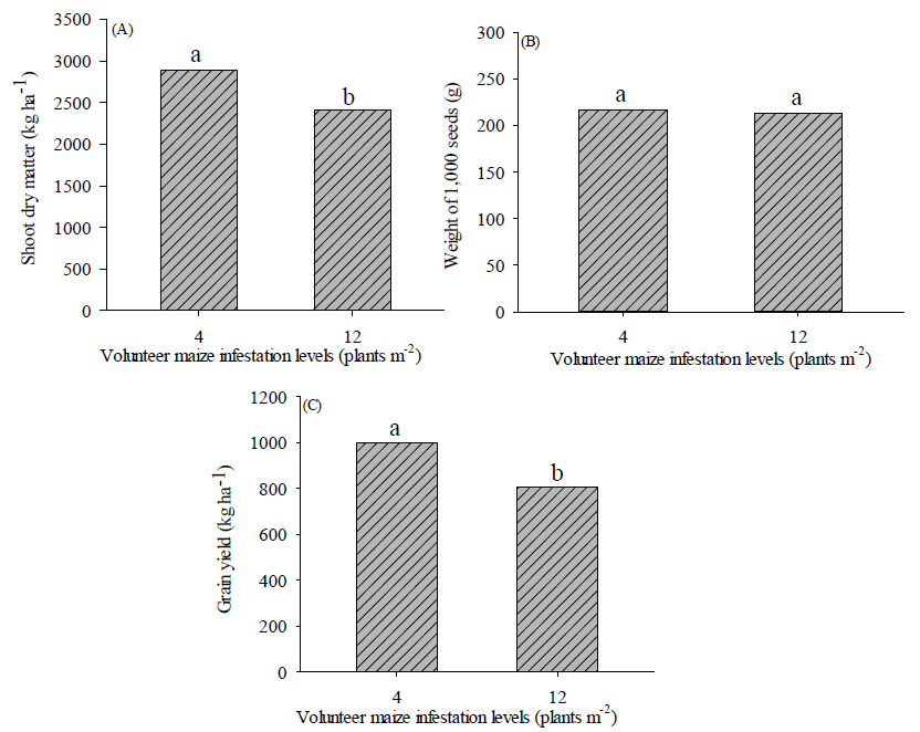 Shoot dry matter (A), weight of 1,000 seeds (B) and grain yield (C) of common bean, as a function of volunteer maize infestation levels.