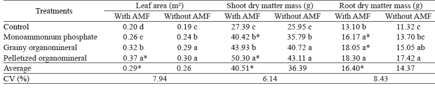 Leaf area increment, shoot and root dry matter mass, at 150 days after planting Coffea arabica (Catua IAC 62), under different phosphate fertilization and artificially inoculated management with arbuscular mycorrhizal fungi (AMF).