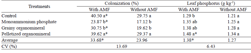 Percentage of root colonization and leaf phosphorus content, at 150 days after planting Coffea arabica (Catua IAC 62), under different phosphate fertilizer managements and inoculation with arbuscular mycorrhizal fungi (AMF).
