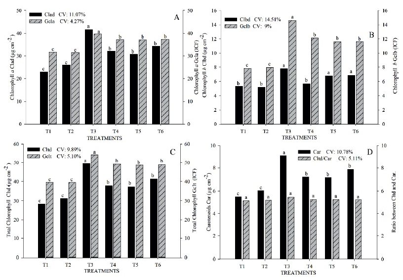 Chlorophyll a by extraction method (Clad) and field determination (Gcla) (A); Chlorophyll b by extraction method (Clbd) and field determination (Gclb) (B); total chlorophyll by extraction method (Cltd) and field determination (Gclt) (C); carotenoids (Car) and ratio between total chlorophyll and carotenoids (Cltd/Car) (D). T1: without N; T2: inoculation with Azospirillum brasilense; T3: 180 kg ha1 of N via urea; T4: 90 kg ha-1 of N via urea and inoculation with Azospirillum brasilense; T5: 90 kg ha-1 of N via urea, with 90 kg ha-1 of N via poultry litter and inoculation with Azospirillum brasilense; T6: 90 kg ha-1 of N via urea, with 90 kg ha-1 of N via poultry litter. Means followed by different letters differ from each other by the Scott-Knott test at 5 % of probability. CV: coefficient of variation.