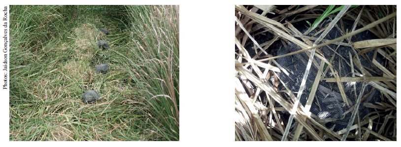 Positioning of the litter bags in the field.