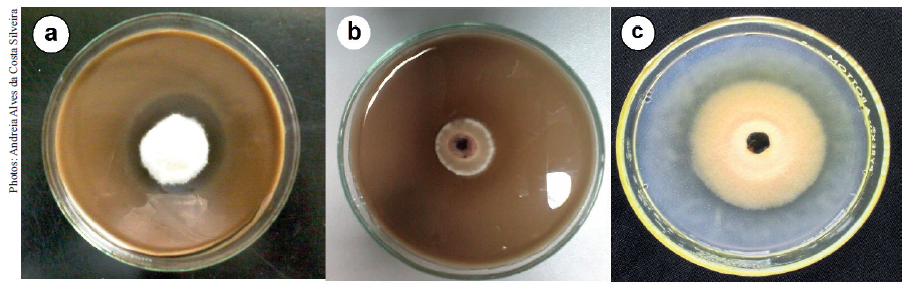 Bavendamm reaction for the qualitative evaluation of polyphenol oxidase production by the presence of an amber halo around the colony in the AAYE culture medium: a) 29 (Acrocalymma sp.); b) 712 (Phoma sp.); c) phosphate solubilization in vitro by the isolate 711 (Phoma sp.), indicated by the formation of a transparent halo around the colony in the culture media. Petri dish = 90 x 90 mm.