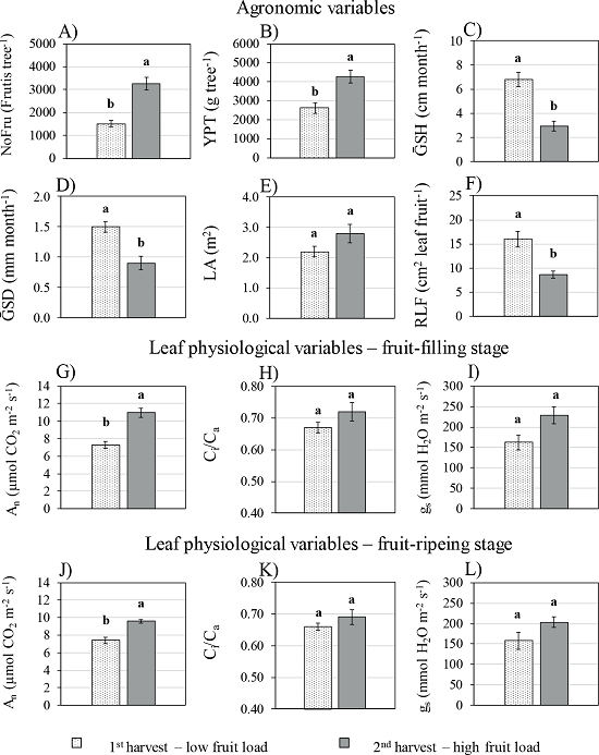 Number of fruits per tree (NoFru), coffee berry yield per tree (YPT),
                        mean absolute growth rate for stem height (ḠSH), mean absolute growth
                        rate for stem diameter (ḠSD), leaf area per tree (LA), leaf-to-fruit
                        ratio (LFR), net assimilation rate (An), stomatal conductance to
                        water vapor (gs )and internal CO2 concentration,
                        regarding the environmental CO2 concentration rate
                            (Ci/Ca )of Coffea arabica L.,
                        based on the effects of harvest and fruit load. Different letters indicate
                        significant differences between means using the Tukey test (α =
                        0.05). Bars represent the standard error (n = 12).