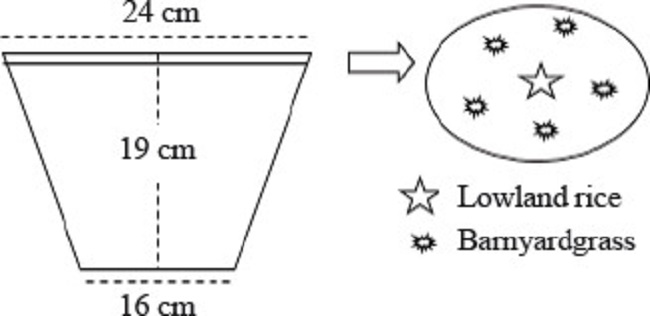 Position for planting seedlings of lowland rice and barnyardgrass in
the bucket.