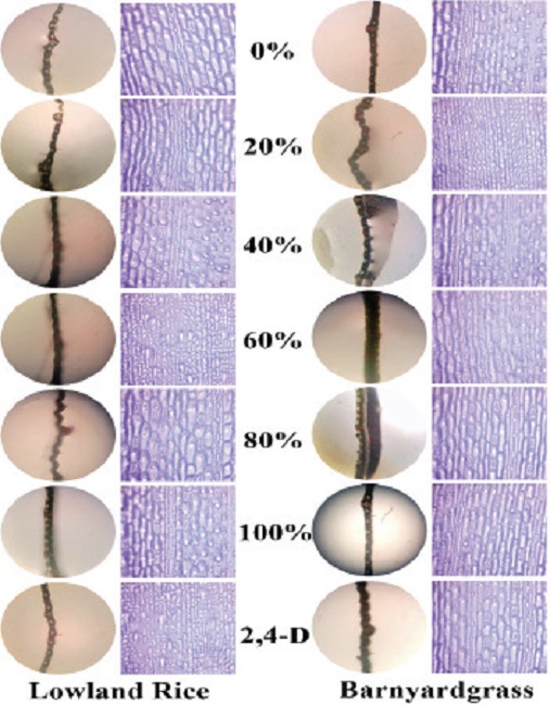 Effect of extract concentrations of Mikania
micrantha and comparison herbicide (2,4-D dimethyl amine)
on SPAD total chlorophyll in lowland rice (A) and barnyardgrass (B).
Different letters for each species (lowland rice and barnyardgrass) on
the graph indicate a significant effect by the Duncan’s multiple range
test at p < 0.05. ns: not significant. The vertical lines on the
graph indicate the standard error. DAS: days after spraying.