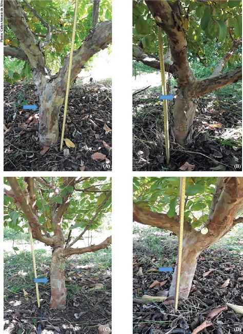 Plants without incompatibility symptoms in the field. A and B: plants
with lower stem diameter ratio at 15 cm below and 15 cm above the
grafting point values; C and D: plants with higher stem diameter ratio
at 15 cm below and 15 cm above the grafting point values. The arrows
indicate the grafted area.