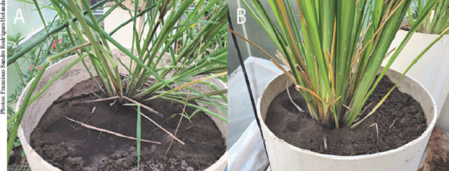 Plants of vetiver (A) and paspalum (B) grasses grown in PVC tubes.