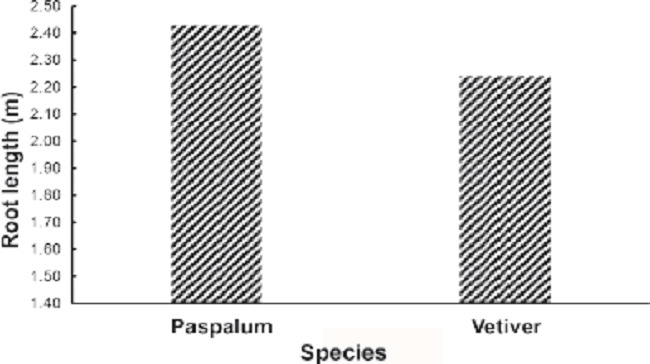 Root length of the paspalum and vetiver grasses.