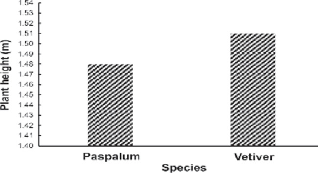 Plant height of the paspalum and vetiver grasses.