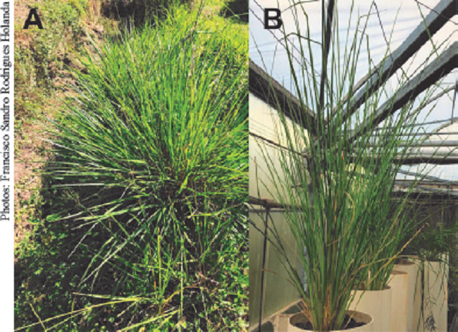 Clumps of the paspalum (A) and vetiver (B) grasses.