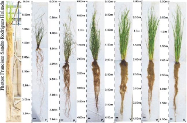 Total length (shoot + root) of the paspalum (P1: paspalum sample 1; P2: paspalum sample 2; P3: paspalum sample 3) and vetiver (V1: vetiver sample 1; V2: vetiver sample 2; V3: vetiver sample 3) grasses.