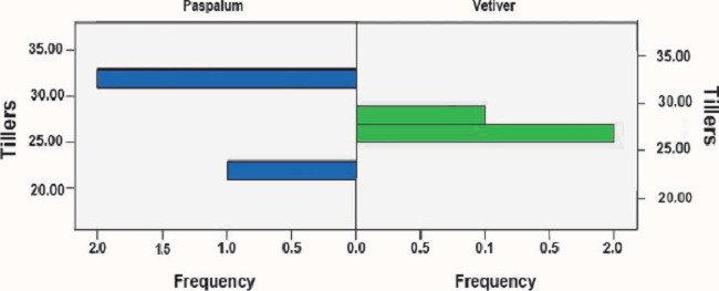 Frequency of tillers of the paspalum and vetiver grasses.