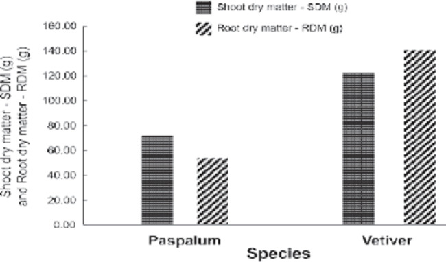 Shoot and root dry matter of the paspalum and vetiver grasses.