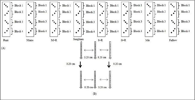 Scheme of the experimental area: A) division of randomized blocks with four replicates and eight treatments, with each treatment consisting of an area of 12 m wide x 150 m long; B) arrangement of the bait-laminae inserted vertically into the soil in two rows, with three bait-laminae in each row, spaced 20 cm apart between laminae and 20 cm apart between rows. Ruzi: Urochloa ruziziensis; M + R: maize intercropped with U. ruziziensis; S + R: sorghum intercropped with U. ruziziensis; G + R: sunflower intercropped with U. ruziziensis; mix: millet + Crotalaria spectabilis + U. ruziziensis.