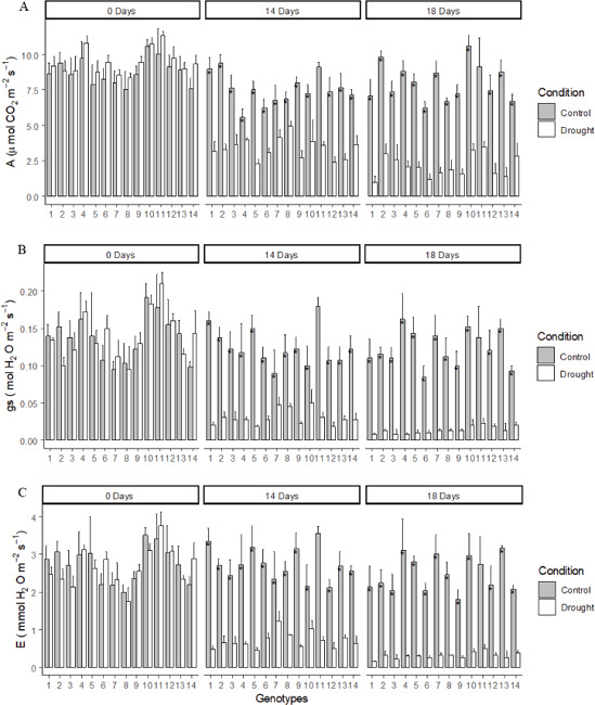Photosynthesis (A), conductance (B) and transpiration (C) in the leaf
                            tissues of irrigated plants and in plants under drought stress for 14
                            and 18 days after irrigation suspension. The bars represent the mean
                            standard deviation of four replicates. * Significant difference at 0.05
                            of probability between the control and drought conditions within each
                            genotype.