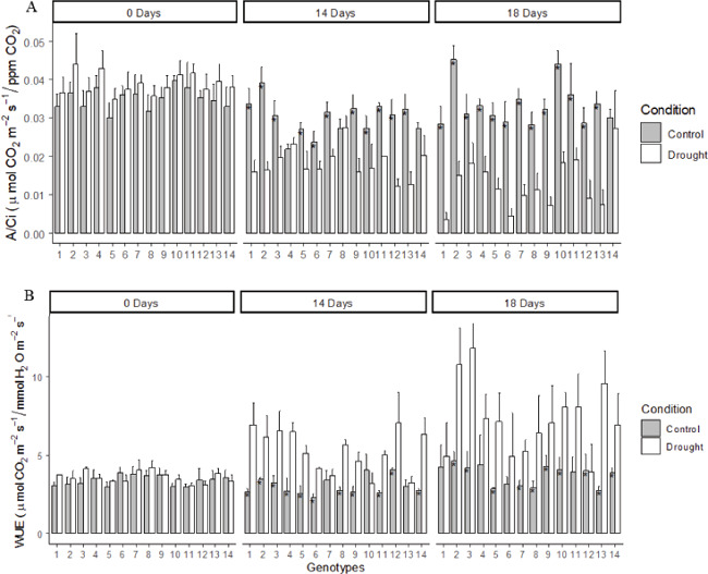 Carboxylation efficiency (CE) (A) and water-use efficiency (WUE) (B)
                            in the leaf tissues of irrigated plants and plants under drought stress
                            for 14 and 18 days after irrigation suspension. The bars represent the
                            mean standard deviation of four replicates. * Significant difference at
                            0.05 of probability between the control and drought conditions within
                            each genotype.