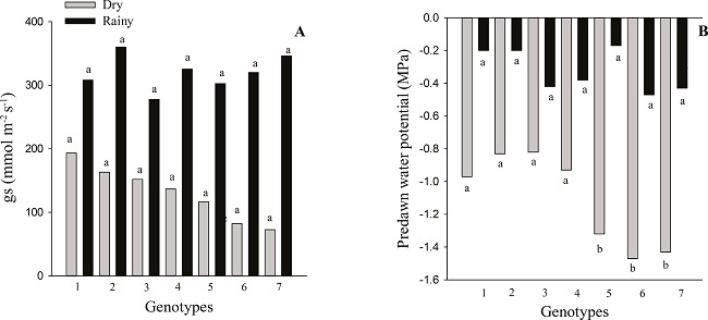 Mean values of stomatal conductance (A) and predawn water potential (B) of Coffea arabica L. genotypes belonging to the Epamig germplasm bank in two seasonal periods.