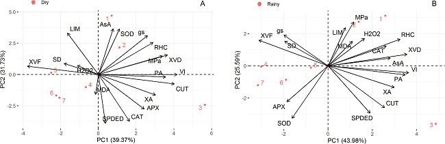 Projection of vectors and dispersion of Coffea arabica L. genotypes in the dry (A) and rainy (B) period, related to the first two principal components. Physiological variables: stomatal conductance (gs), water potential in the predawn (MPa); biochemical variables: hydrogen peroxide (H2O2), malondialdehyde (MDA), catalase (CAT), superoxide dismutase (SOD), ascorbato peroxidase (APX) and ascorbate (AsA); leaf anatomical variables: leaf lamina thickness (LIM), adaxial cuticle thickness (CUT), stomatal density (SD), polar and equatorial diameter ratio (SPDED), phloem area (PA), xylem area (XA), xylem vessel diameter (XVD), xylem vessel frequency (XVF), vulnerability index (VI) and relative hydraulic conductivity (RHC).