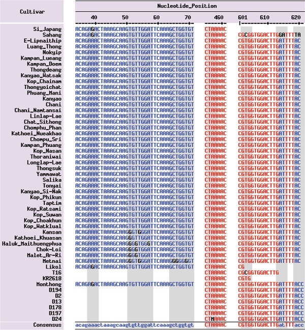 Nucleotide position of polymorphic sites on the rbcL region of durian
                            (Durio zibethinus Murr.) cultivars.