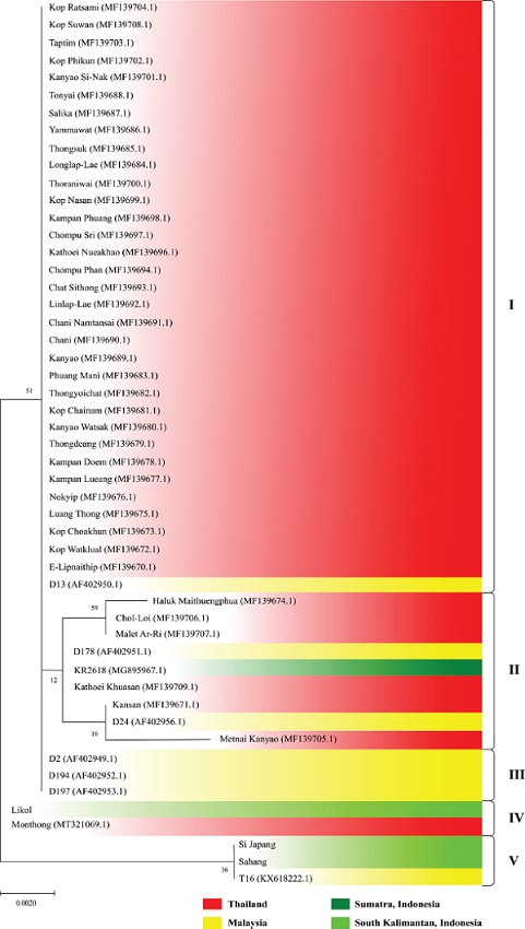 Phylogenetic relationship of durian (Durio zibethinus Murr.)
                            cultivars from South Kalimantan, Indonesia, with others inferred by
                            maximum likelihood (ML).